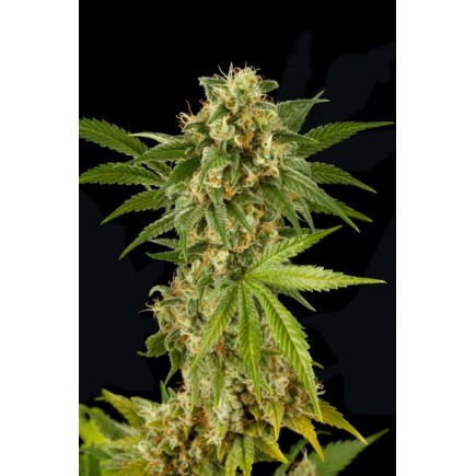 Kush-N-Cheese
